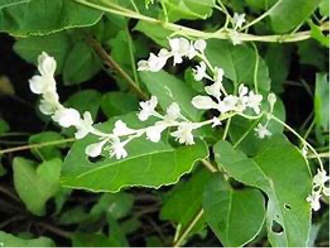 hà thủ ô hỗ trợ ngặn chặn tóc bạc sớm